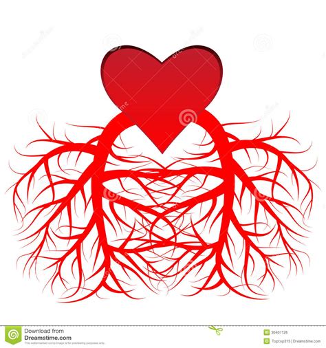 Le coeur et les veines illustration de vecteur. Illustration du sang ...