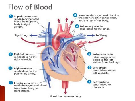 Blood Flow Diagram Labeled