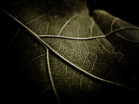 3840x2160 Resolution Macro Photograph Of Leaf Nature Leaves Macro