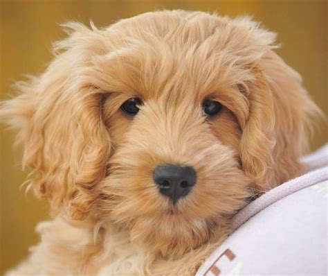 Cockapoo puppies for sale ready springtime 2021. **Thackery's Cockapoo Puppies** For Sale in Billercay ...