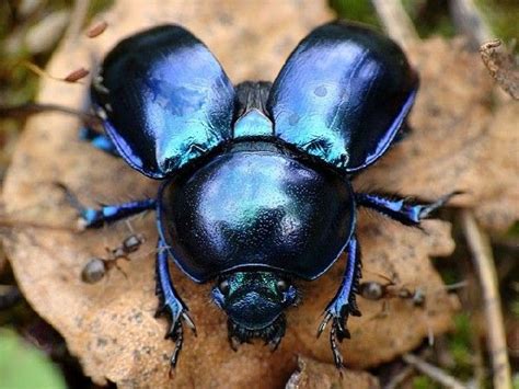 Geotrupes Vernalis Beetle Insect Scarab Beetle Photo Reference Art