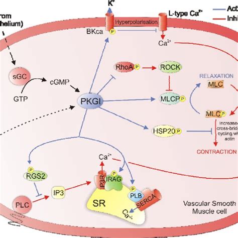 three dominant pathways for regulating vascular smooth muscle relaxation download scientific