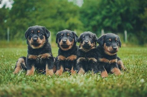 Beauceron Puppies With Pedigree