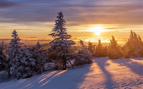 Wallpaper Winter Thick Snow Forest Trees Sunrise