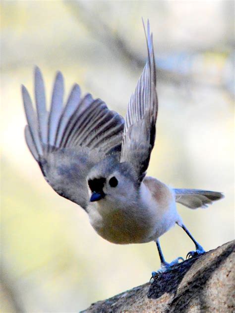 Se Texas Birding And Wildlife Watching Other Winter Birds
