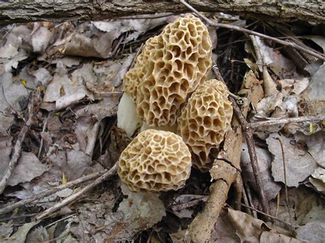 Mid Missouri Morels And Mushrooms The Magic Of The Mother Lode