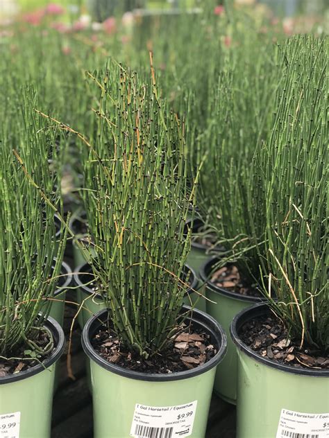 1 Gallon Horsetail Reed — Apenberrys Gardens