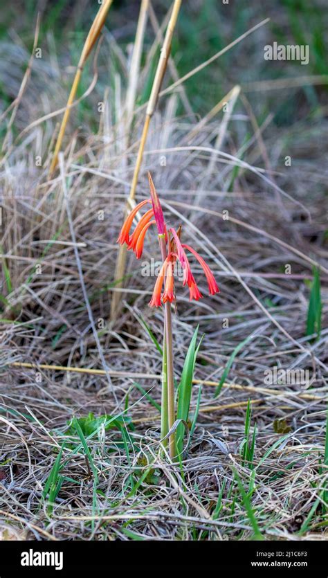 Fire Lily South Africa Stock Photo Alamy