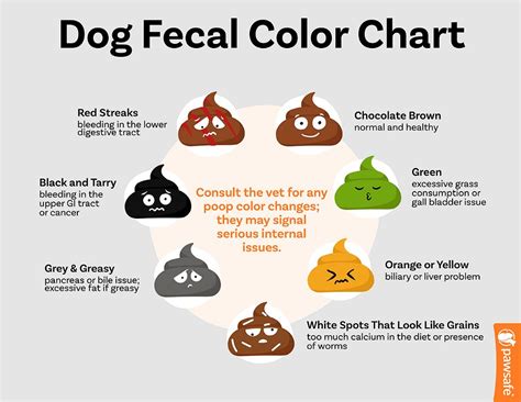 Why Is My Dogs Poop Yellow 9 Reasons And When You Should Be Worried