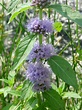 Mentha arvensis (Wild Mint) | Mint plants, September flowers ...