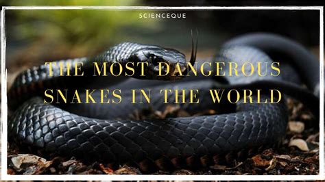 दुनिया के 10 सबसे जहरीले सांप Top 10 Most Venomous Snakes In The World