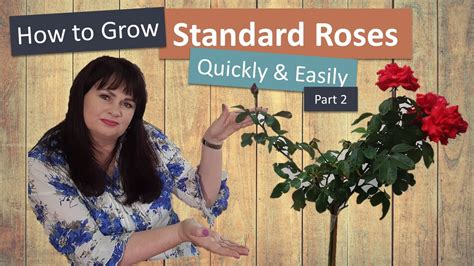How To Grow Standard Roses Quickly And Easily Part 2 Youtube