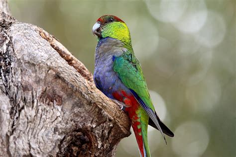 Red Capped Parrot 10a Photograph By Tony Brown