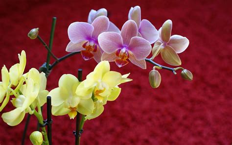 Pink Orchid Flower Wallpapers On Wallpaperdog