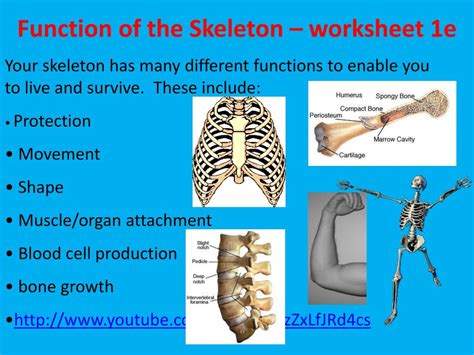 Ppt The Skeleton Powerpoint Presentation Free Download