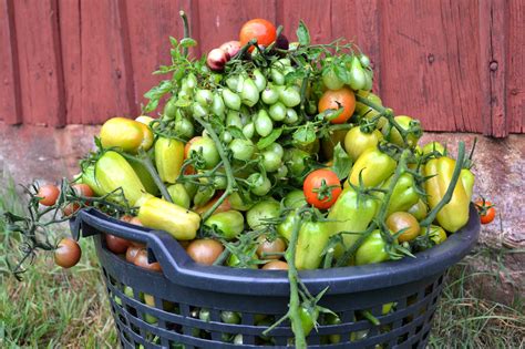 How To Grow Tomatoes Outdoors Saras Kitchen Garden