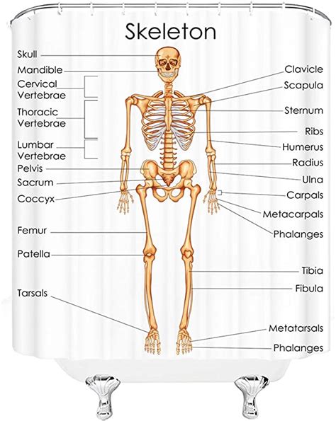 Skeleton Back Bones Diagram Cervical Spine Anatomy Jennajamesonmixvdx