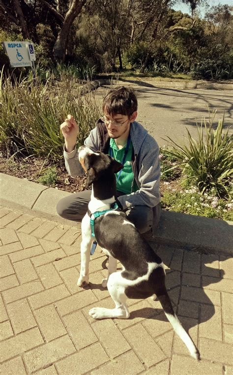 One man and his dogs: meet our dog whispering volunteer Jordan - RSPCA