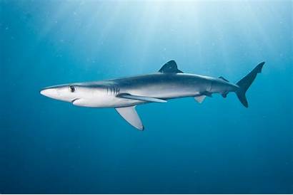 Shark Sharks Wallpapers Backgrounds 3d Background Desktop