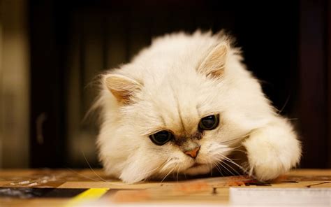 Download Wallpapers Persian Cat Small White Kitten Fluffy Kitten Big