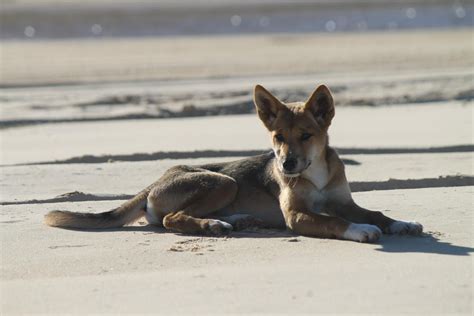 Dingo Puppy On Beach Fraser Island Australia Beautiful Dogs Wild