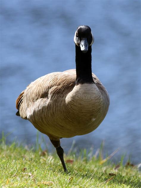 Canada Goose On One Leg Stock Photo Image Of Standing 49072266