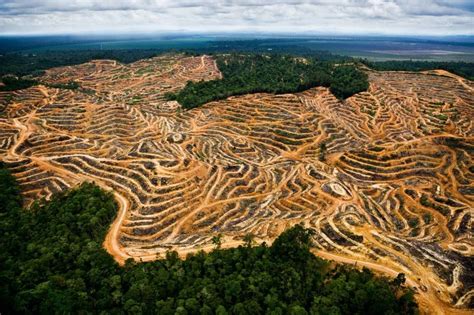 Deforestation And Palm Oil Gallery End Trophy Hunting Now Palm Oil