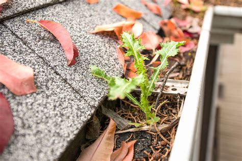 Keep Gutters Uncluttered This Old House
