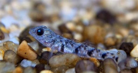 Pandaka Pygmaea Smallest Fish Najmniejsza Ryba Rybka Akwa