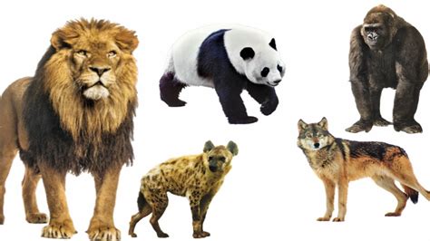 Wild Animals For Kids Wild Animals Names Learn Animals For Children