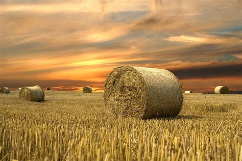 Best Hay Field Stock Photos Pictures And Royalty Free Images Istock