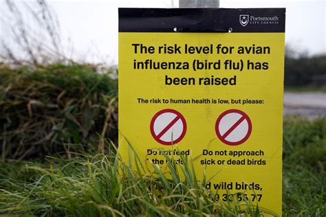 Avian Influenza Prevention Zone In Northern Ireland To Be Lifted Evening Standard