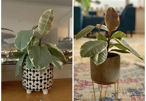 When repotting your plant, a good rule of thumb is to only go up one pot size. Two Week Update: My Tineke rubber tree is slowly making a ...