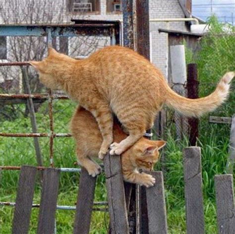 Two Cats One Fence 4 Pics