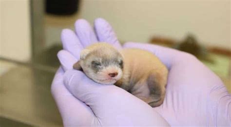 Scientists Successfully Clone Endangered Black Footed Ferret Science