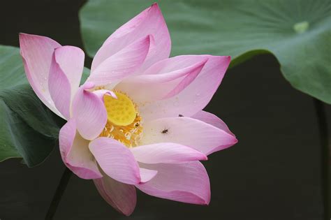 Lotus Fleur De Photo Gratuite Sur Pixabay Pixabay