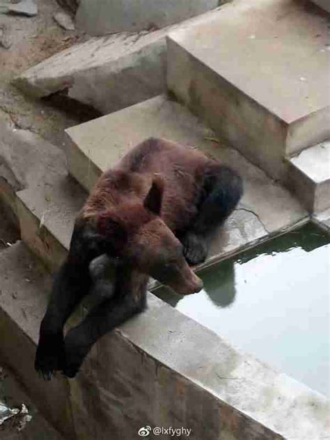Tourists Take Photos Of Starving Bear In Chinese Zoo The Dodo