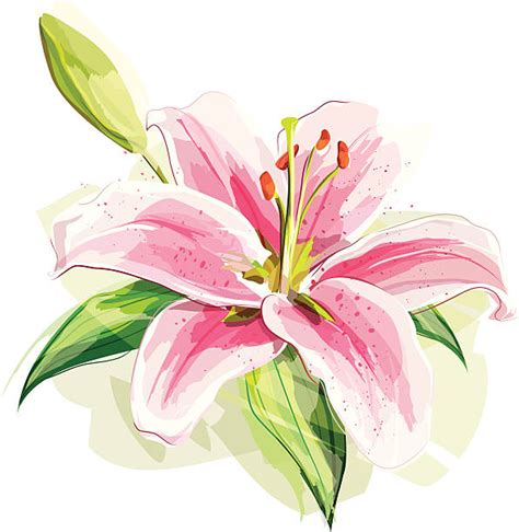 Royalty Free Stargazer Lily Clip Art Vector Images And Illustrations