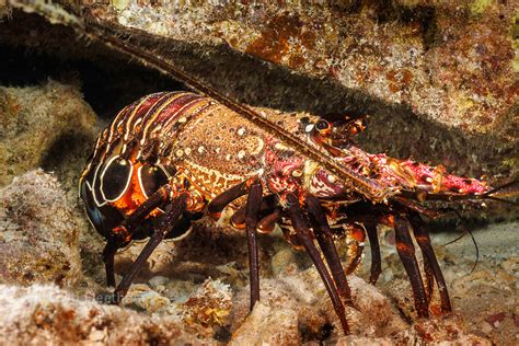 Banded Spiny Lobster Panulirus Marginatus Hawaii David Fleetham