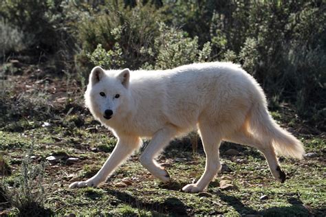 Alaskan Tundra Wolf Canis Lupus Tundrarum Flickr Photo Sharing