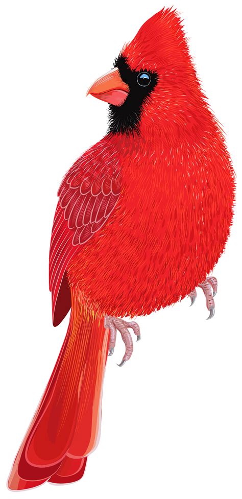 Red Bird Png Clipart Image Best Web Clipart