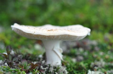 Large White Mushroom Spores Flickr Photo Sharing