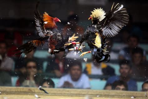 Cockfighting Rooster Fitted With Knife Kills Owner After Slashing Groin