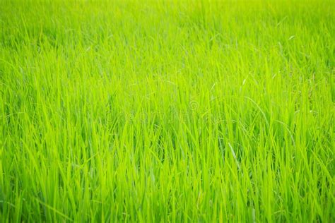 Leaves Of The Green Rice Tree Background In The Organic Rice Fie Stock
