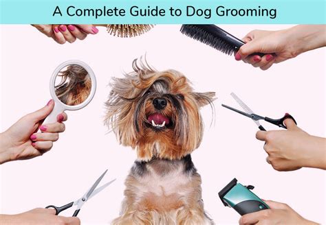 A Complete Guide To Dog Grooming Petcaresupplies Blog
