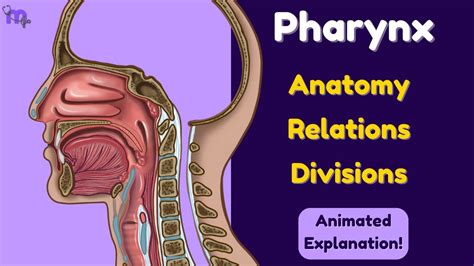 Pharynx Anatomy Relations Divisions Animated Explanation Youtube