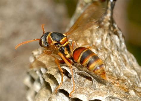 Common Large Paper Wasp Australian Paper Wasp Polistes Humilis