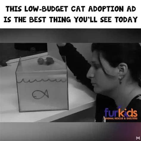 This Low Budget Cat Adoption Ad Is The Best Thing Youll See Today