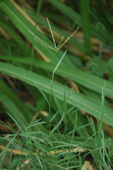 Cynodon Dactylon Poaceae