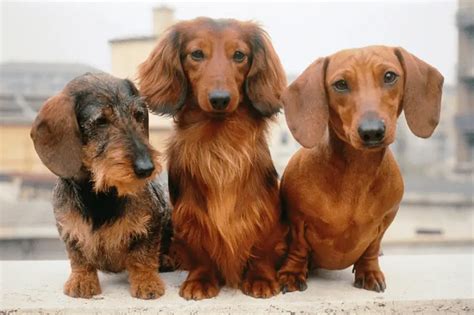 Types Of Dachshunds Sizes Coats And Colors Dachshund Central